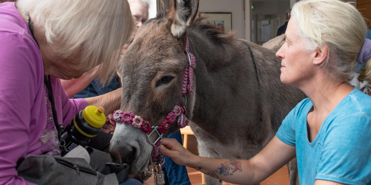 Eselstute „Bella“ lässt sich von den Senioren geduldig streicheln und kraulen.